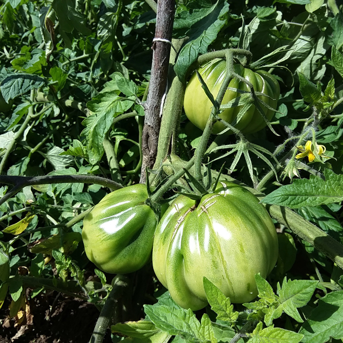 un-huerto-en-las-montanas_tomates-verdes-fritos_permacultura-agroecologia
